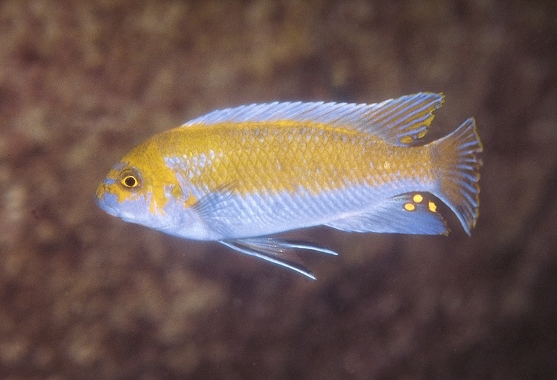 Labeotropheus trewavasae 'Ruarwe'